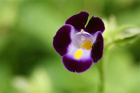 夏堇繁殖|鲜花常识:夏堇的繁殖方法，它怎么过冬呢？